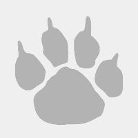 pawprint graphic